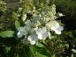 Preview: Hydrangea paniculata Kyushu in Blüte