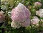 Preview: Hydrangea paniculata Vanille Fraise®