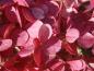Preview: Rosa Blüten der Rispenhortensie Vanille Fraise®