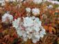 Preview: Hydrangea paniculata Vanille Fraise®