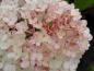 Preview: Schönes rosa-weißes Farbspiel der Rispenhortensie Vanille Fraise