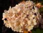 Preview: Zart bereifter Blütenball der Hydrangea paniculata Vanille Fraise®