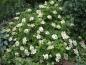 Preview: Eichenblättrige Hortensie mit weißen Blütenrispen