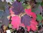 Preview: Leuchtende Herbstfarben der Hydrangea quercifolia