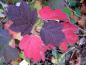 Preview: Die Eichenblättrige Hortensie färbt sich im Herbst leuchtend rot bis lila.