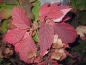 Preview: Rote Herbstfärbung der Hydrangea quercifolia