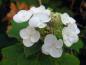 Preview: Große weiße Scheinblüten der Eichenblatthortensie