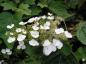 Preview: Weiße Blüte der Eichenblättrigen Hortensie