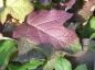Preview: Eichenblättrige Hortensie mit beginnender Herbstfärbung