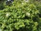 Preview: Weißblühende Hydrangea quercifolia