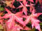 Preview: Tolles Herbstlaub bei Acer truncatum