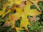 Preview: Schönes Herbstlaub bei Acer truncatum