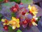 Preview: Rote Fruchtstände und gelbe Blüten vom Johanniskraut Albury Purple