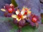 Preview: Roter Fruchtstand von Hypericum Albury Purple im Detail