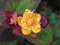 Preview: Nahaufnahme der Blüte von Johanniskraut Albury Purple