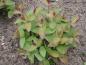 Preview: Johanniskraut Albury Purple - Jungpflanze mit rotem Blattaustrieb