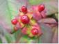 Preview: Roter Fruchtstand von Johanniskraut Albury Purple