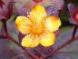 Preview: Hypericum Albury Purple, Nahaufname der Blüte