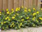 Preview: Zahlreiche große, gelbe Blüten zieren das Johanniskraut Hidcote.