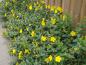 Preview: Johanniskraut Hidcote - gelbe Blütenpracht bis in den Oktober