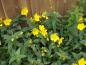 Preview: Johanniskraut Hidcote - zahlreiche gelbe Blüten im Spätsommer