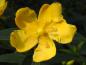 Preview: Leuchtend gelbe Blüte des Johanniskrauts Hidcote