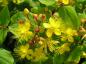 Preview: Johanniskraut Loke gelbe Blüten