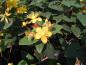 Preview: Hypericum Loke - ein Sommerblüher