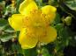 Preview: Hohes Johanniskraut - große gelbe Blüte