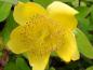 Preview: Gelbe Blüte vom Hypericum moserianum
