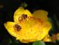 Preview: Auch Bienen freuen sich über das hohe Johanniskraut
