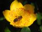 Preview: Gelbe Blüte des hohen Johanniskrauts