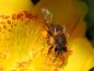 Preview: Hypericum moserianum - beliebt bei Bienen