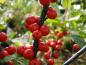 Preview: Auffallender Fruchtschmuck im Herbst: Ilex verticillata