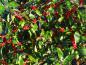 Preview: Roter Fruchtbehang bei Ilex verticillata