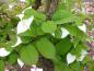 Preview: Panaschierte Blätter der Buntblättrigen Kiwi