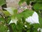 Preview: Auffälige Blätter der Schmuckblatt-Kiwi