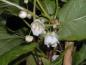 Preview: Buntblättrige Kiwi (Actinidia kolomikta) - weiße Blüten