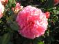 Preview: Blüte der Rose Augusta Luise®