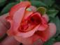 Preview: Blütenknospe der Edelrose Augusta Luise® öffnet sich