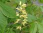 Preview: Die Blüte der Amerikanische Roßkastanie-Aesculus glabra