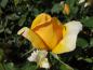 Preview: Die Blüte von Kupferkönigin im knospigen ZUstand