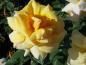 Preview: Offene Blüte der Teehybride Kupferkönigin