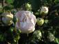 Preview: Auch die Blüte von Bella Weiß färbt sich bei ungünstigen Bedingungen leicht rosa