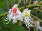 Preview: Aesculus hippocastanum: Detailaufnahme der Blüte