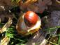 Preview: Aesculus hippocastanum, typische Frucht