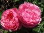 Preview: Die Rose Leonardo da Vinci ® het gefüllte rosa Blüten.