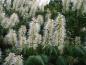 Preview: Småblommig hästkastanj, Aesculus parviflora