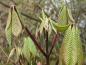 Preview: Småblommig hästkastanj, Aesculus parviflora