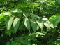 Preview: Ailanthus altissima